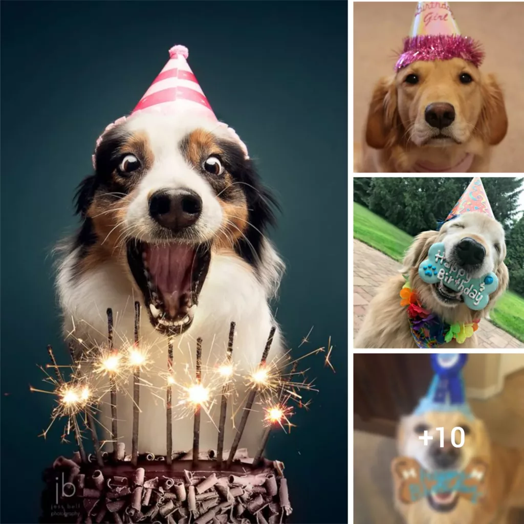 Pawsitively Fun Ways to Celebrate Your Furry Friend’s Birthday