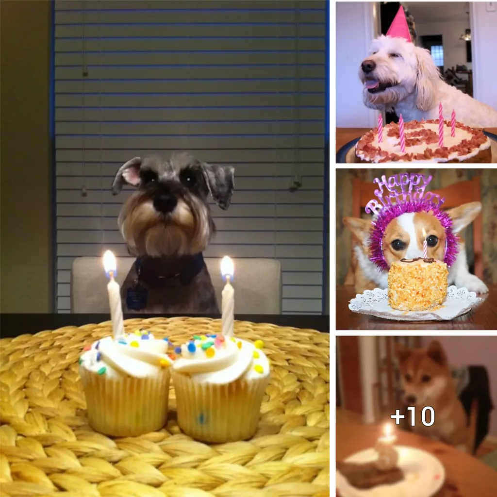 “Canine Birthday Bash: 11 Adorable Dogs Enjoying Cakes to Bring a Smile to Your Face!”
