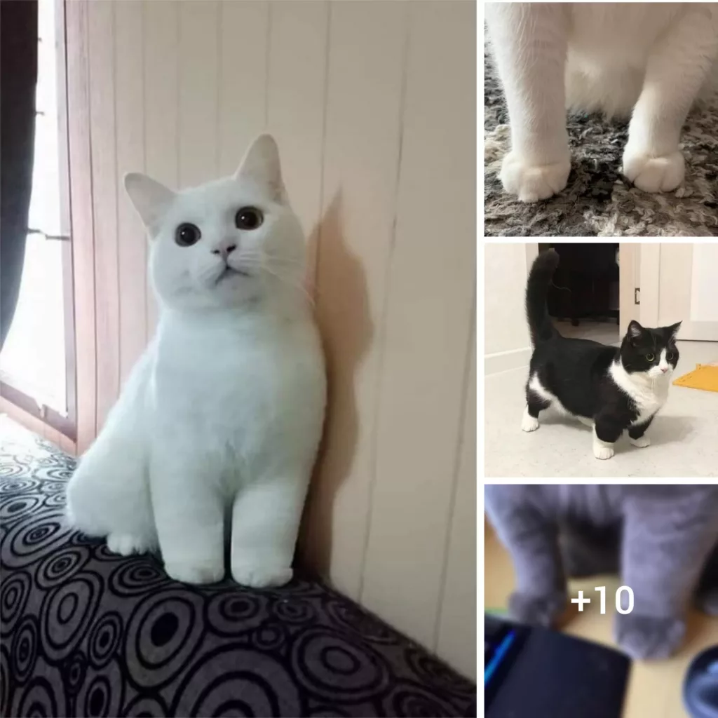“Cute and Quirky: Internet Buzzes with “Kitty Ankles” Photos That Captivate Feline Enthusiasts”