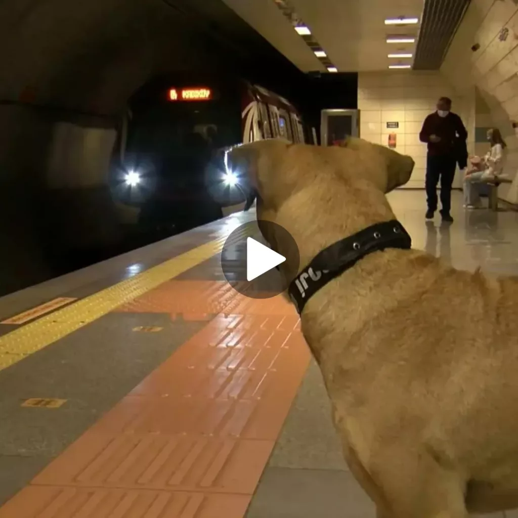 “The Heartwarming Tale of a Faithful Canine: Waiting for His Owner at the Subway”