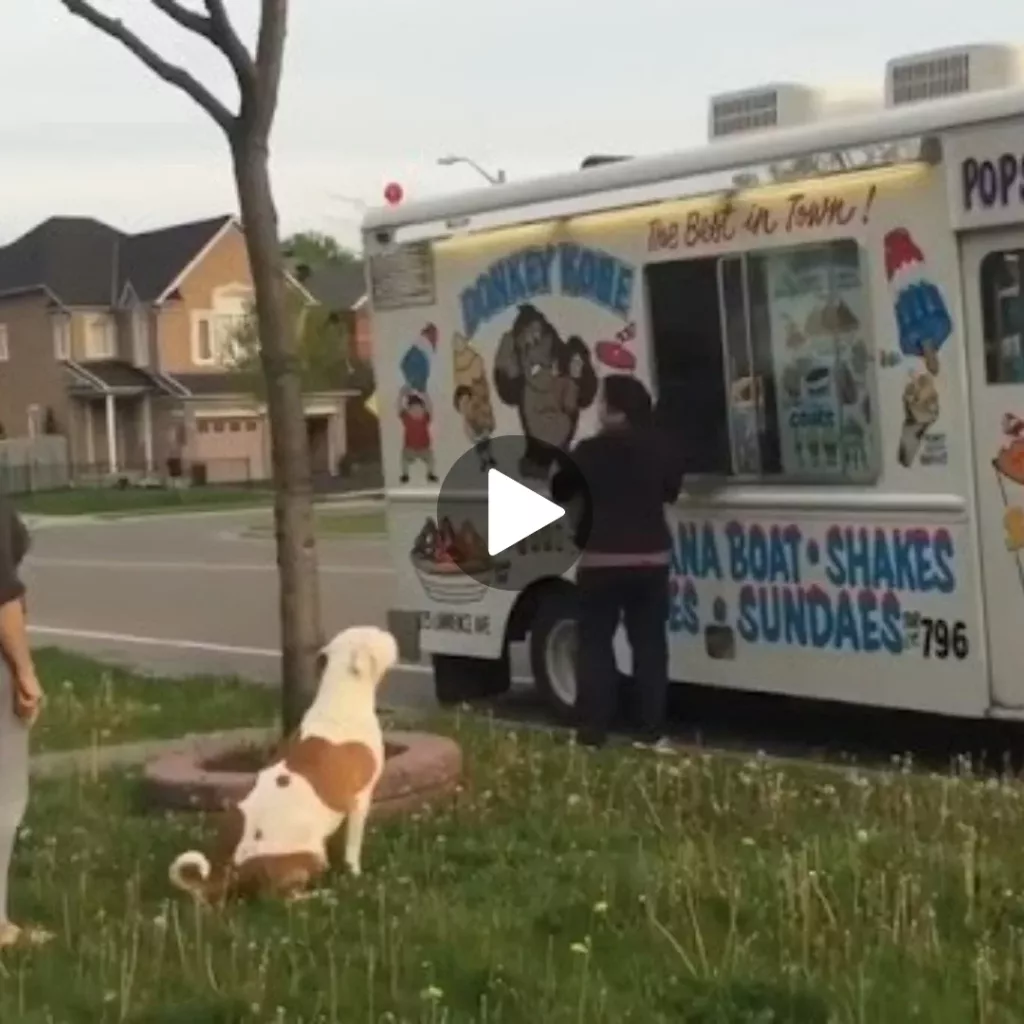 Well-Behaved Pup Joins the Queue for a Sweet Treat