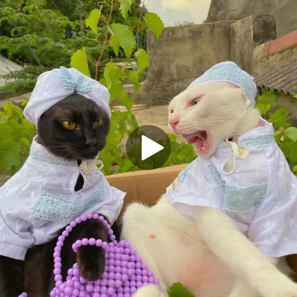 A Tale of Feline Fantasies: When Cats Take on the Roles of Snow White and a Coal-Selling Girl, Magic Happens with Their Purrfect Performance