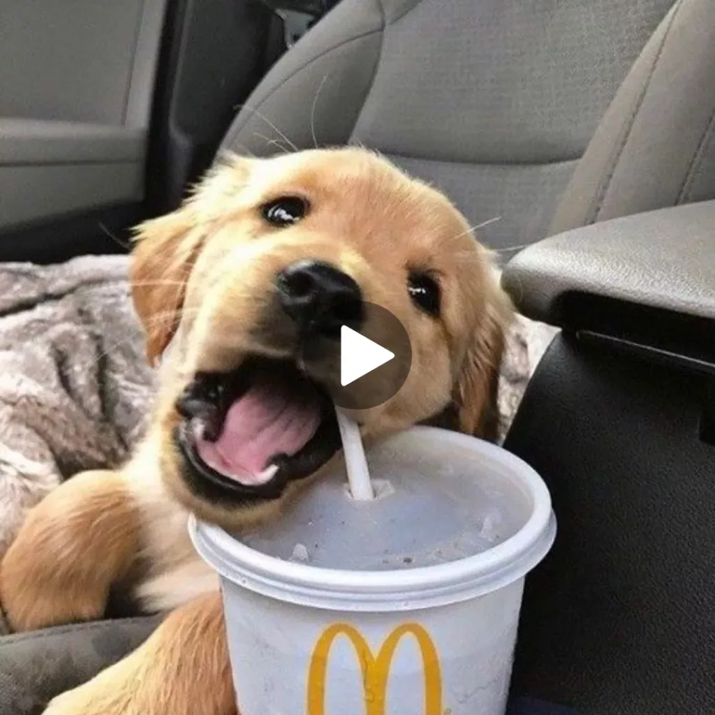 Quench Your Thirst in a Unique Way: Watch the Entertaining Display of a Pup Sipping from a Straw