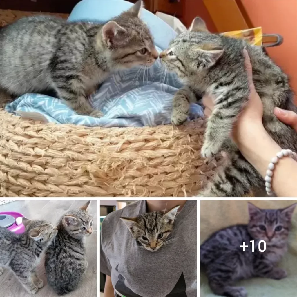 Brave Samaritan Saves Stranded Bobtail Kitten and Reunites it with Sibling
