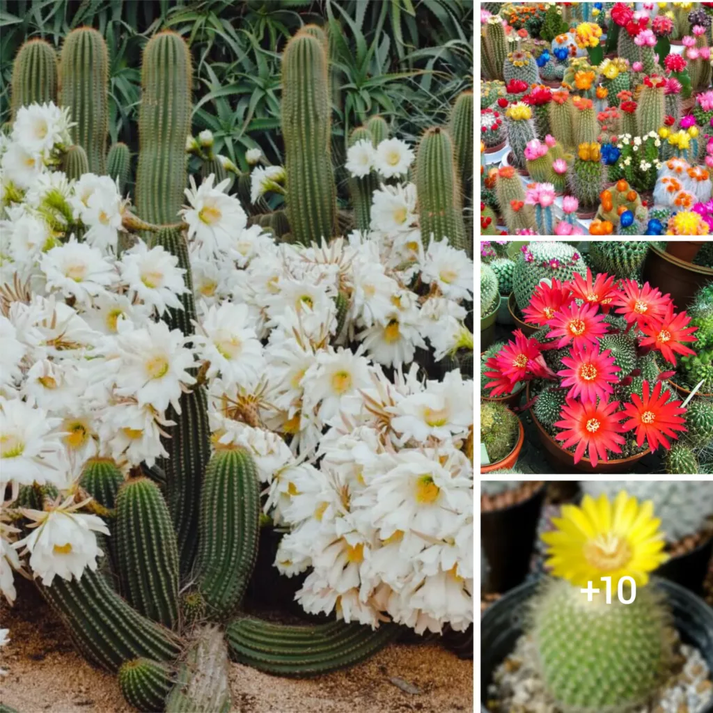 “Desert Gems: Stunning Photos of Cactus Flowers that Celebrate Nature’s Artistry”