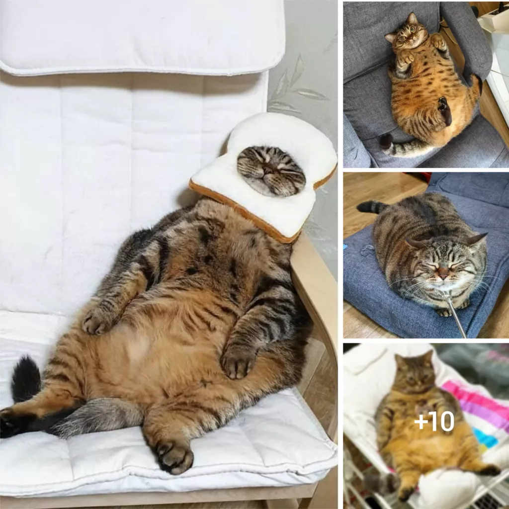 Introducing Manggo: The Adorable Chonky Feline with Comical Facial Expressions Going Viral on the Web