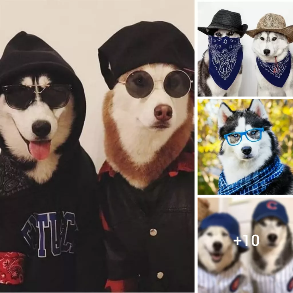 Unleashing Style: A Look into the Fashionable Apparel of Four-Legged Friends