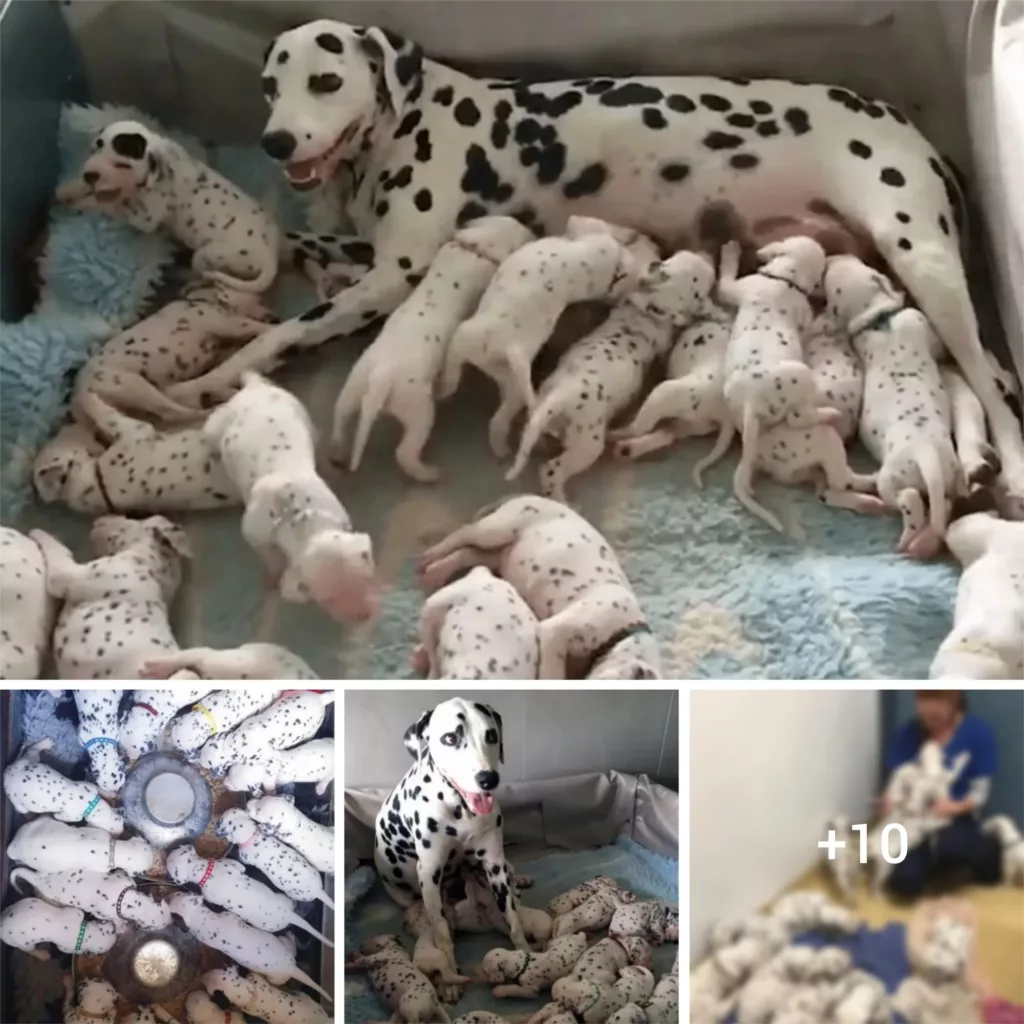 Unbelievable Surprise: Dalmatian Surpasses Predictions with a Record-Breaking Litter of 18 Adorable Pups
