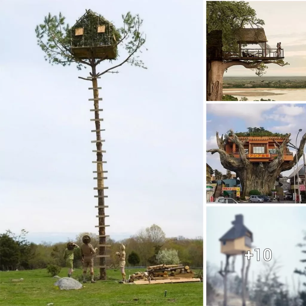 The Wonders of Tree Houses: Discovering the Spectacular Architectural Designs in Different Parts of the World.