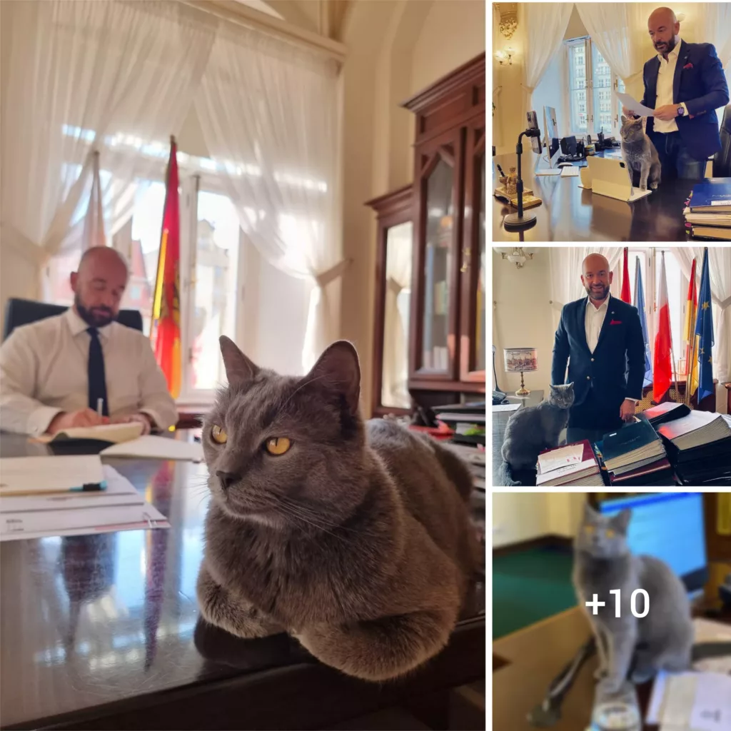 “Rescued and Recognized: The Inspirational Tale of a Feline’s Transformation under the Care of Wrocław’s President”