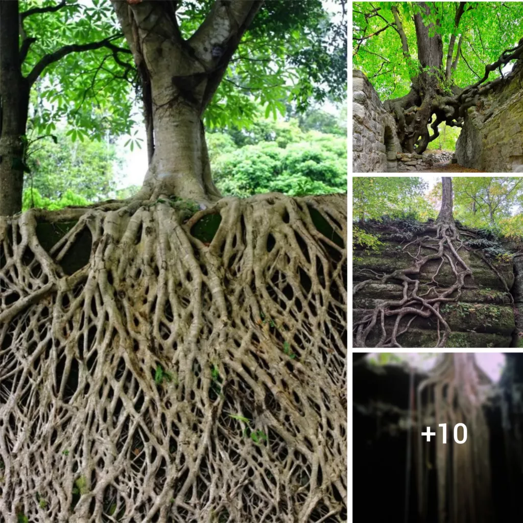 Marvel at the Astounding Length of the World’s Longest Tree Roots