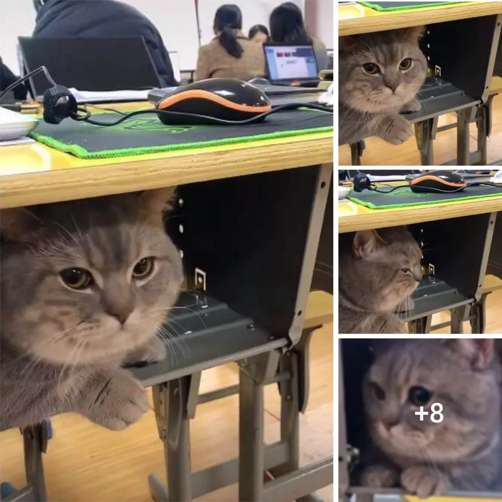The Charming Munchkin Feline: A Silent Classmate Tucked in Your Desk