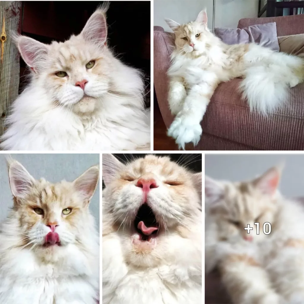 “The Loveable Giant: Exploring the Magnificence of Lotus, a Maine Coon Cat”