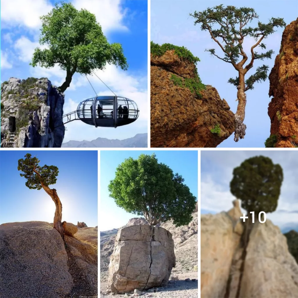 Nature’s Marvel: How Trees Overcome Gravity and Flourish on Massive Rock Platforms Sans Soil