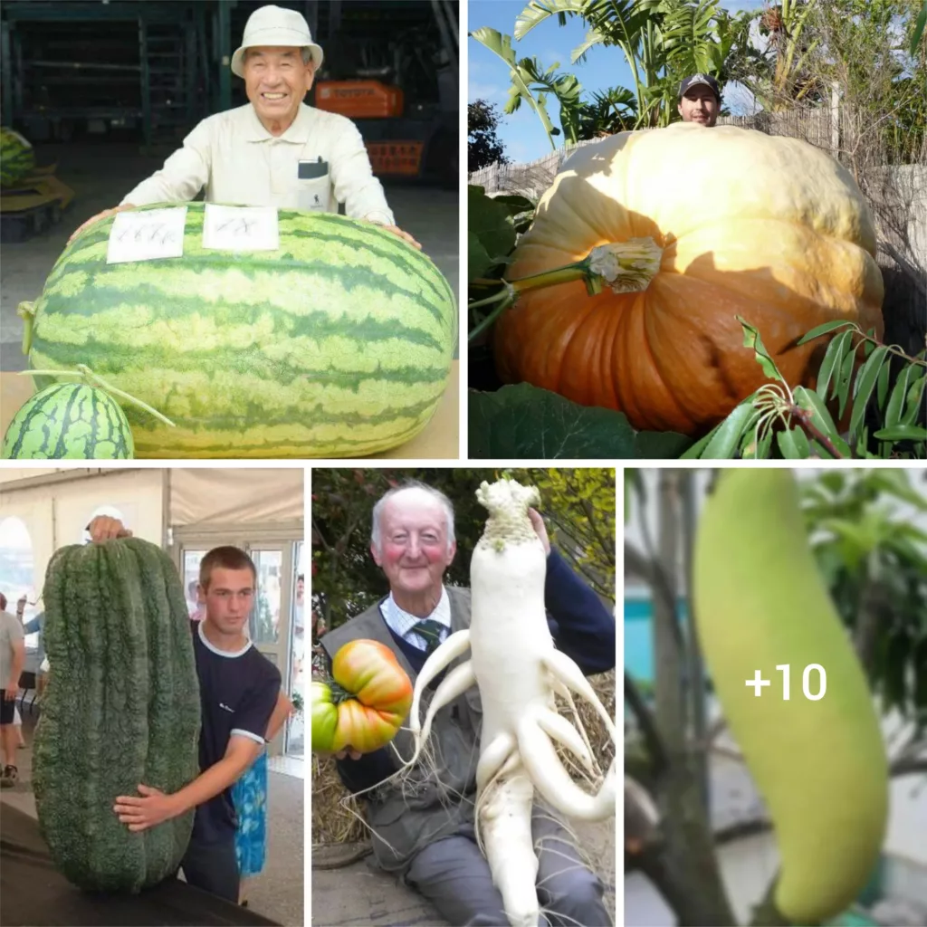 “Gigantic Harvest: Marvel at the Enormous Fruits and Vegetables of Mother Nature”