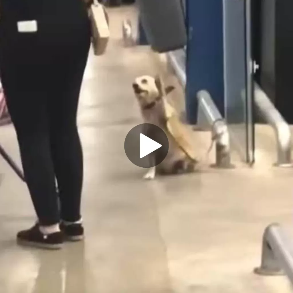 Heartwarming Tale of a Sociable Pup Who Bids Farewell to Store Visitors with a Wave