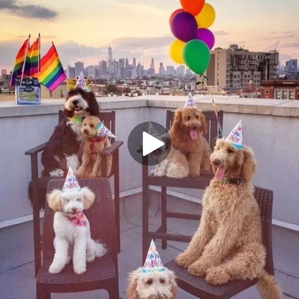 Paws up for a Rooftop Bash: Furry Friends Join in on the Birthday Fun