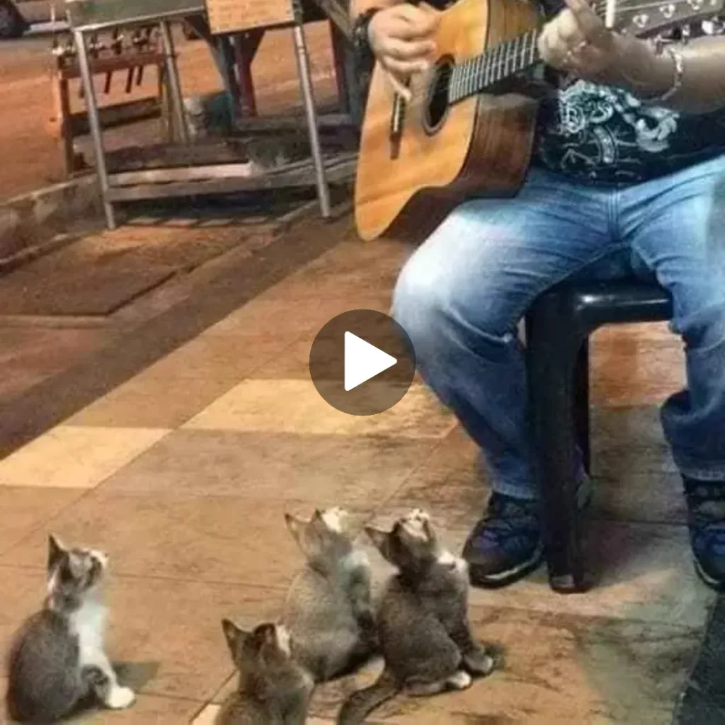 Feline Love: Musicians Find Comfort in a Group of Supportive Kittens on the Streets