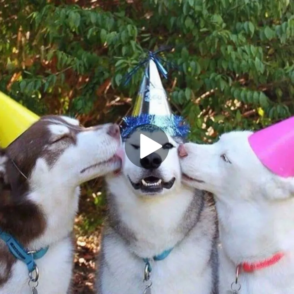 A Pawsome Birthday Party: Celebrating Three Lovable Husky Friends