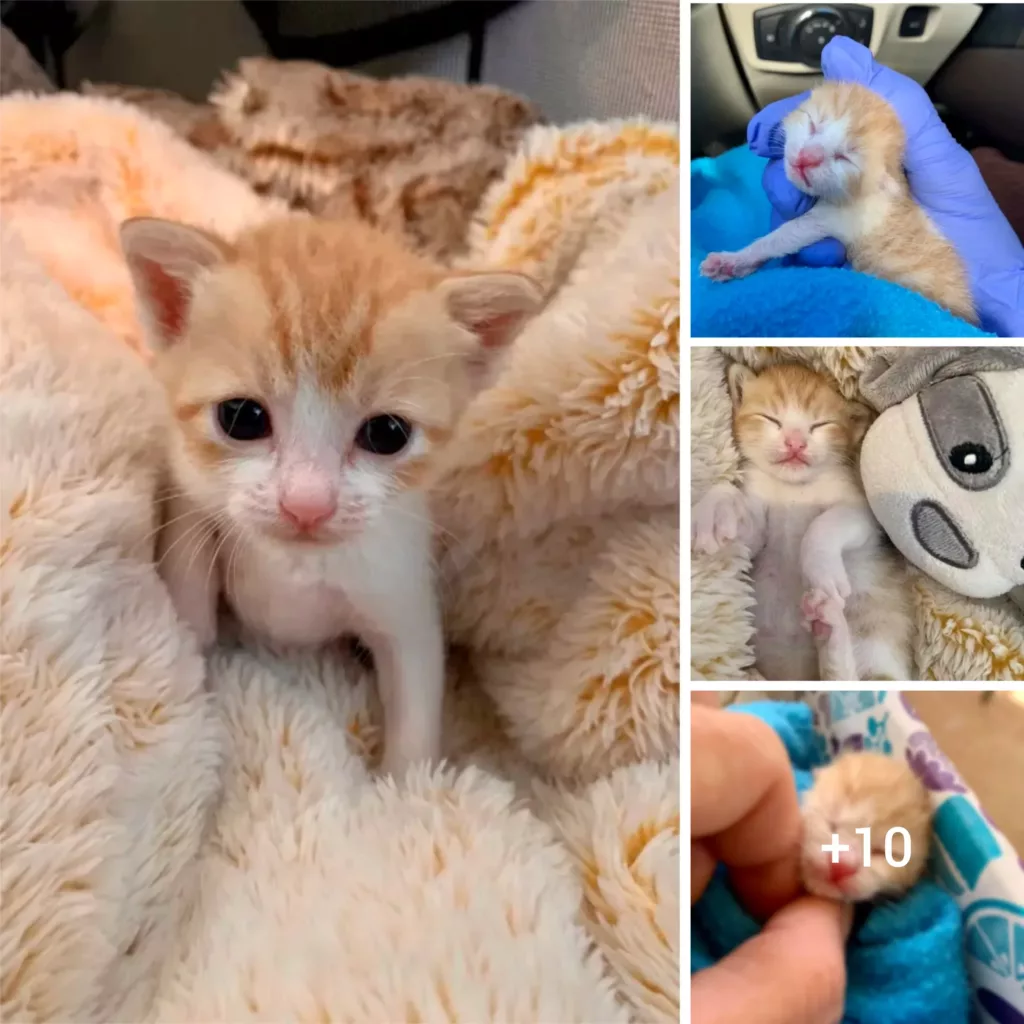 Feline Stuffed Toy Baby Adopts Rescuer as Lifelong Companion