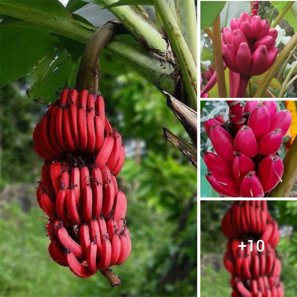 Red Banana Bliss: Indulging in the Tempting Flavor and Charm of Crimson Bananas