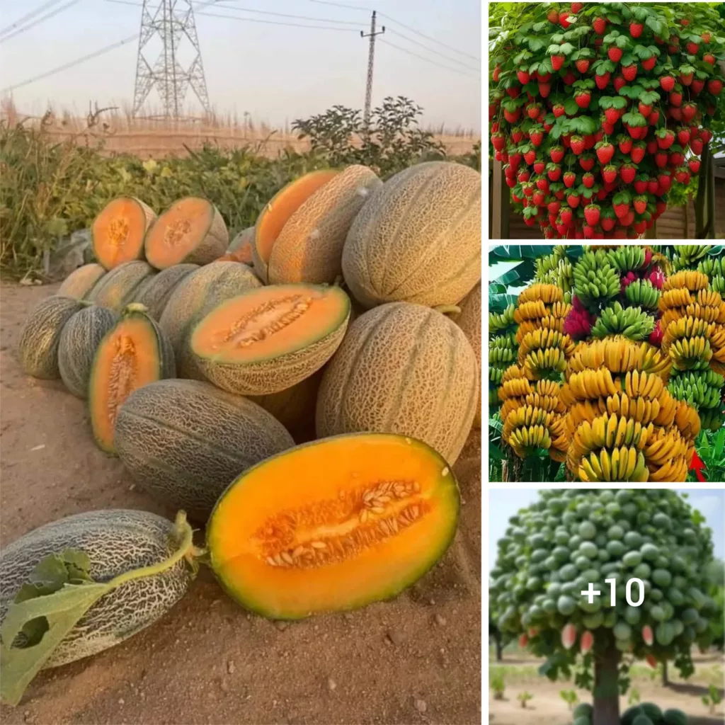 Discovering the Wonders of Nature: Lesser-Known Fruits that Benefit both Environment and Economy