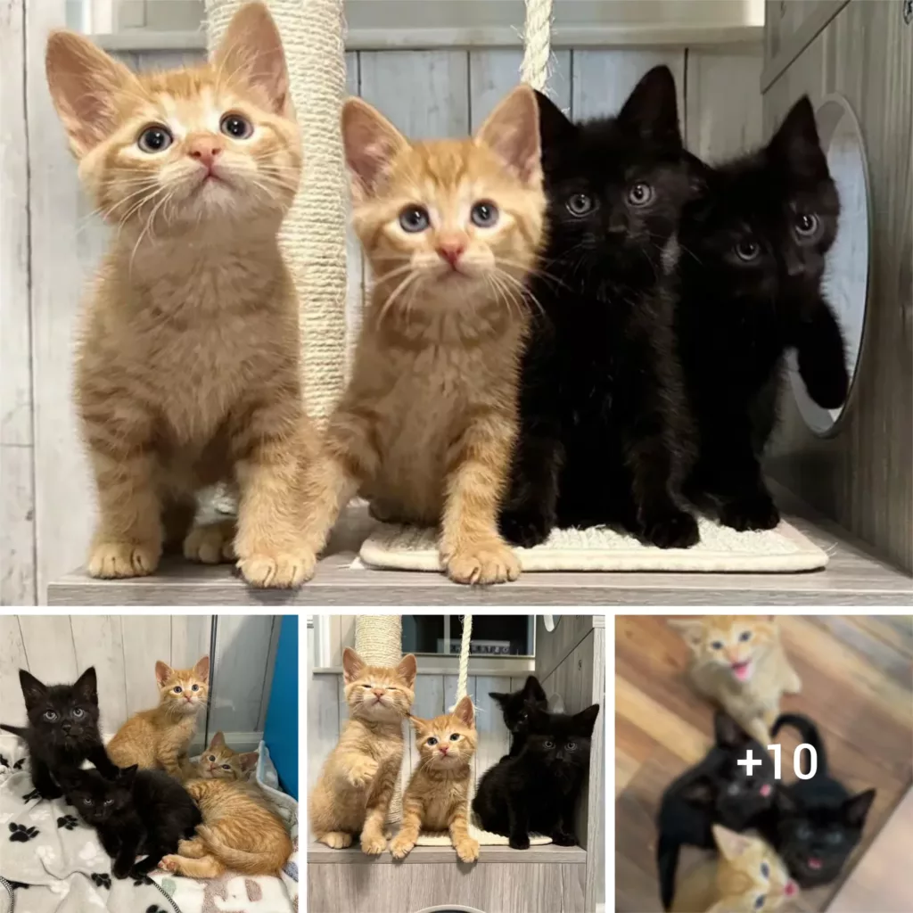 Street Kittens Shake Up Indoor Life with Their Unique Personalities