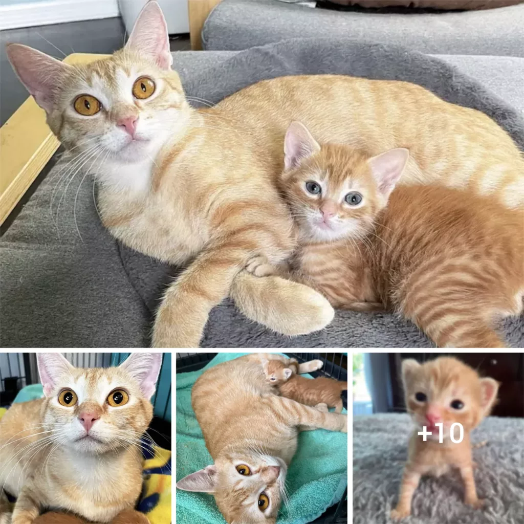 From Stray to Safe: A Mother Cat Finds Relief with the Arrival of a Rescuer After Giving Birth to a Single Kitten in a Shelter.