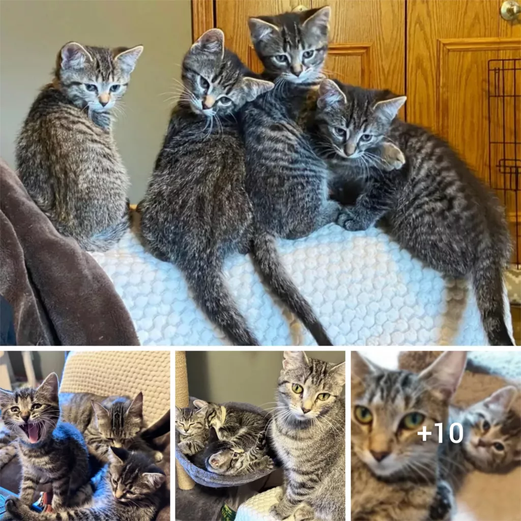 “Feline Surprise: Stray Cat Finds Refuge in Garage, Goes on to Mother Kittens with Help of Kind-Hearted Volunteers”