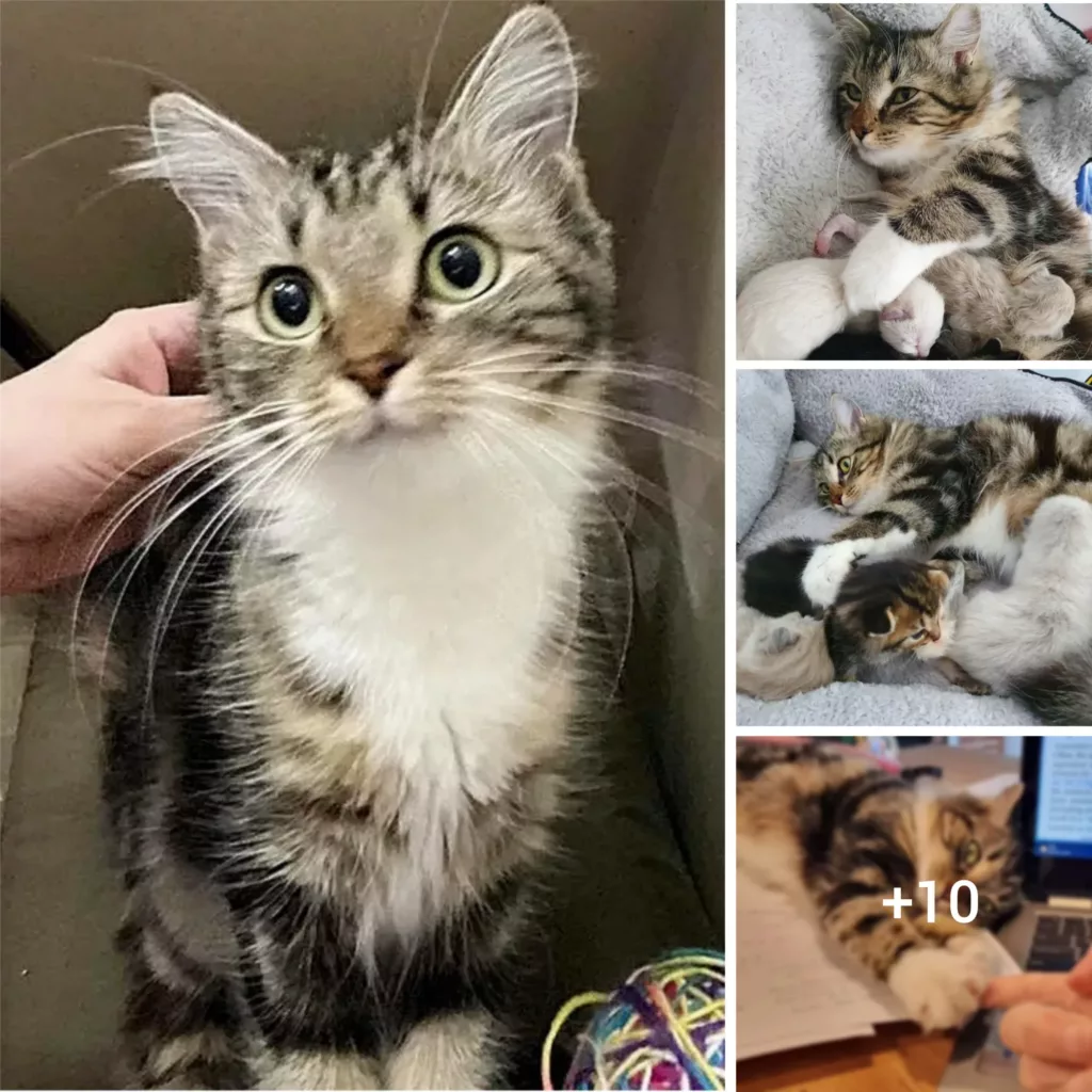 Good-hearted individuals give a homeless cat and its three kittens a new chance, and the feline shows its gratitude in the most endearing manner.