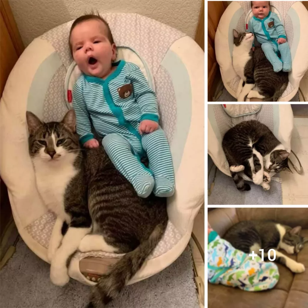 Confused Cat: Decoding the Use of a Baby Bouncer