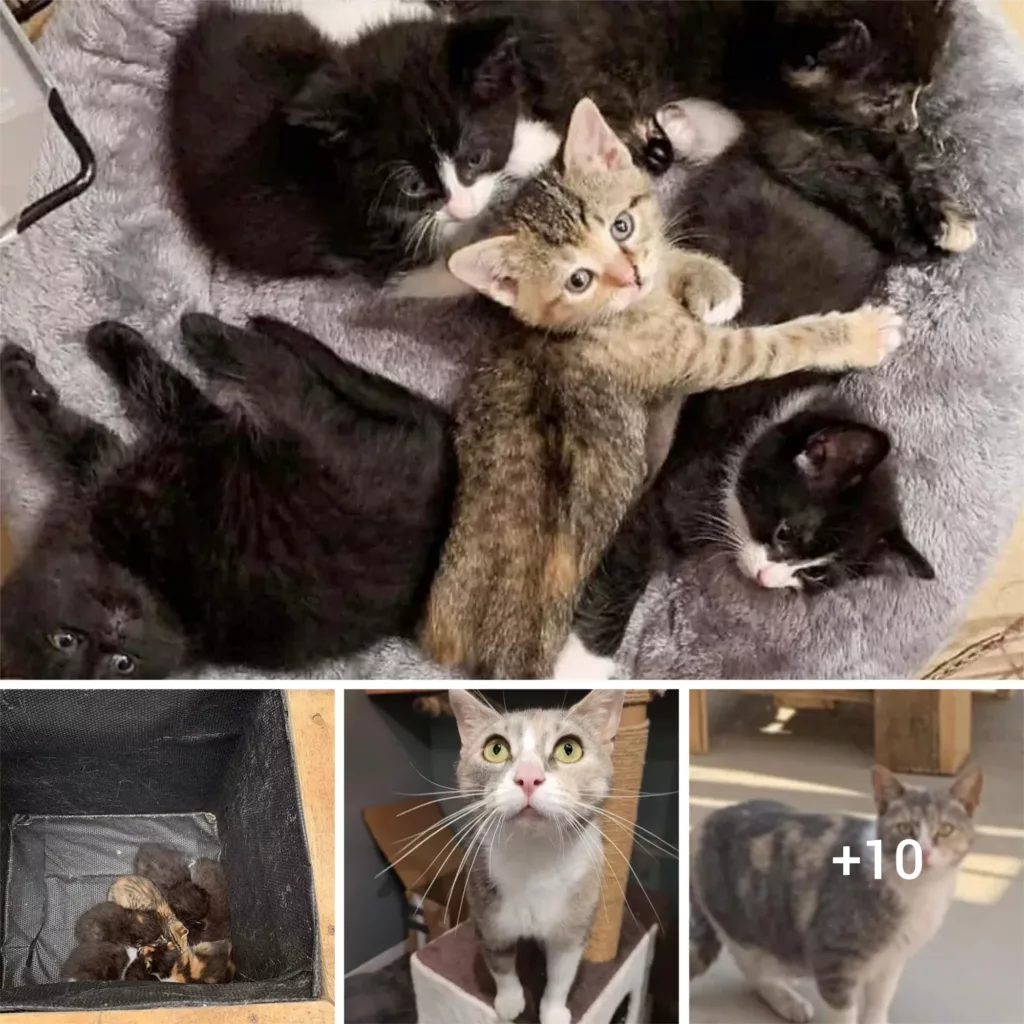 Unexpected Find: A Caring Cat Leaves Six Kittens in a Flower Box for a Surprised Family