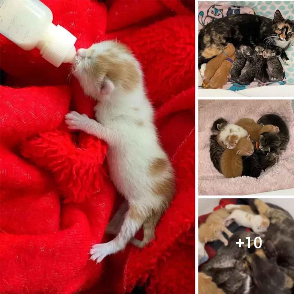 A Touching Story: Park Rescued Kitten Finds a New Family with a Cat and Her Litter of Six