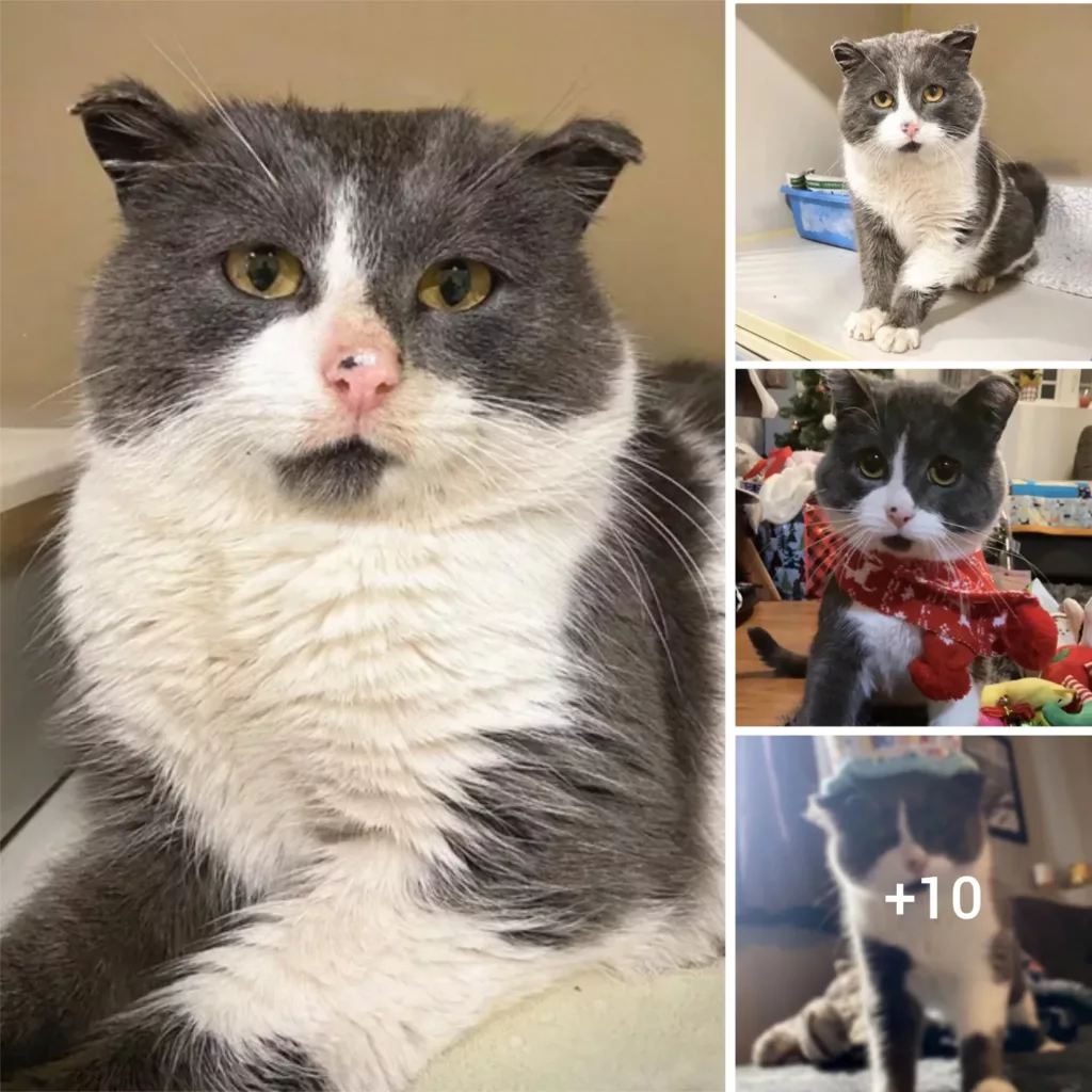 From Stray to Snuggle Bug: The Heartwarming Tale of a Cat’s Devotion and Loyalty