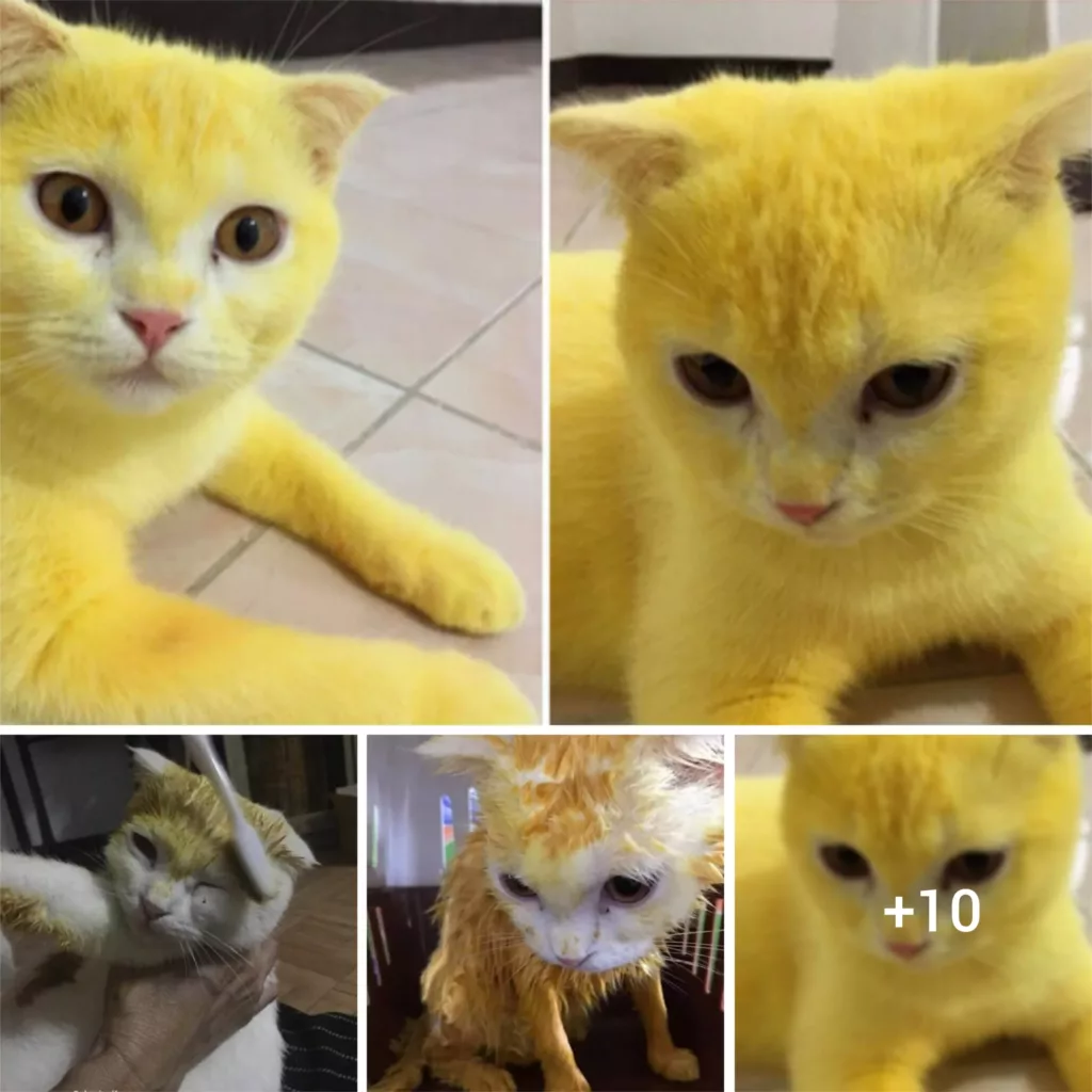 “Feline Pikachu? Rare Infection Gives Cat Adorable Yellow Coat and Unique Appearance”