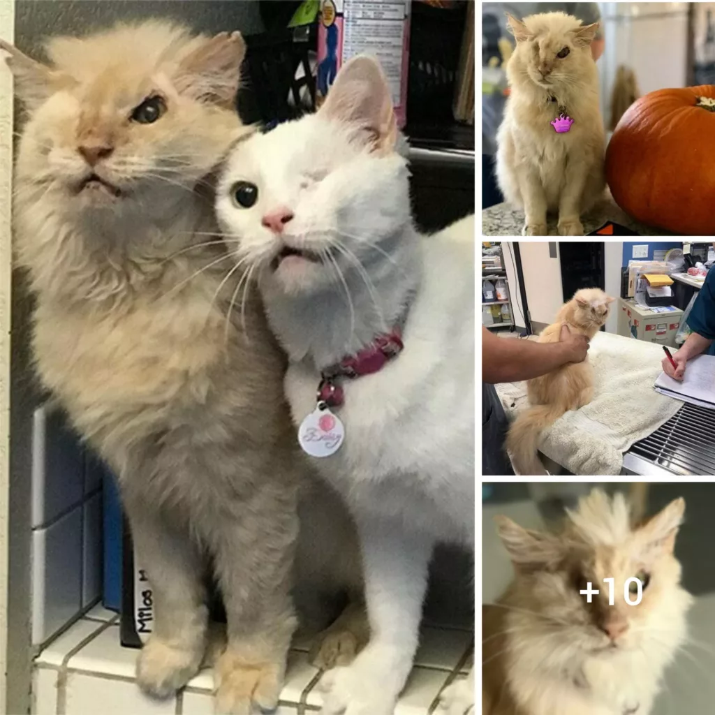 “From Scaredy-Cat to Contented Feline: A Heartwarming Tale of Healing and Joy”