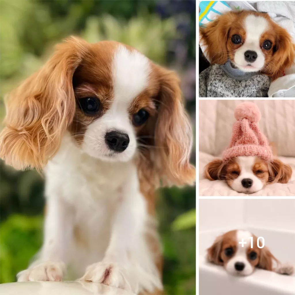 Incredible: Petite Pooch Challenges Time, Reaches Adulthood in Mere 24 Months