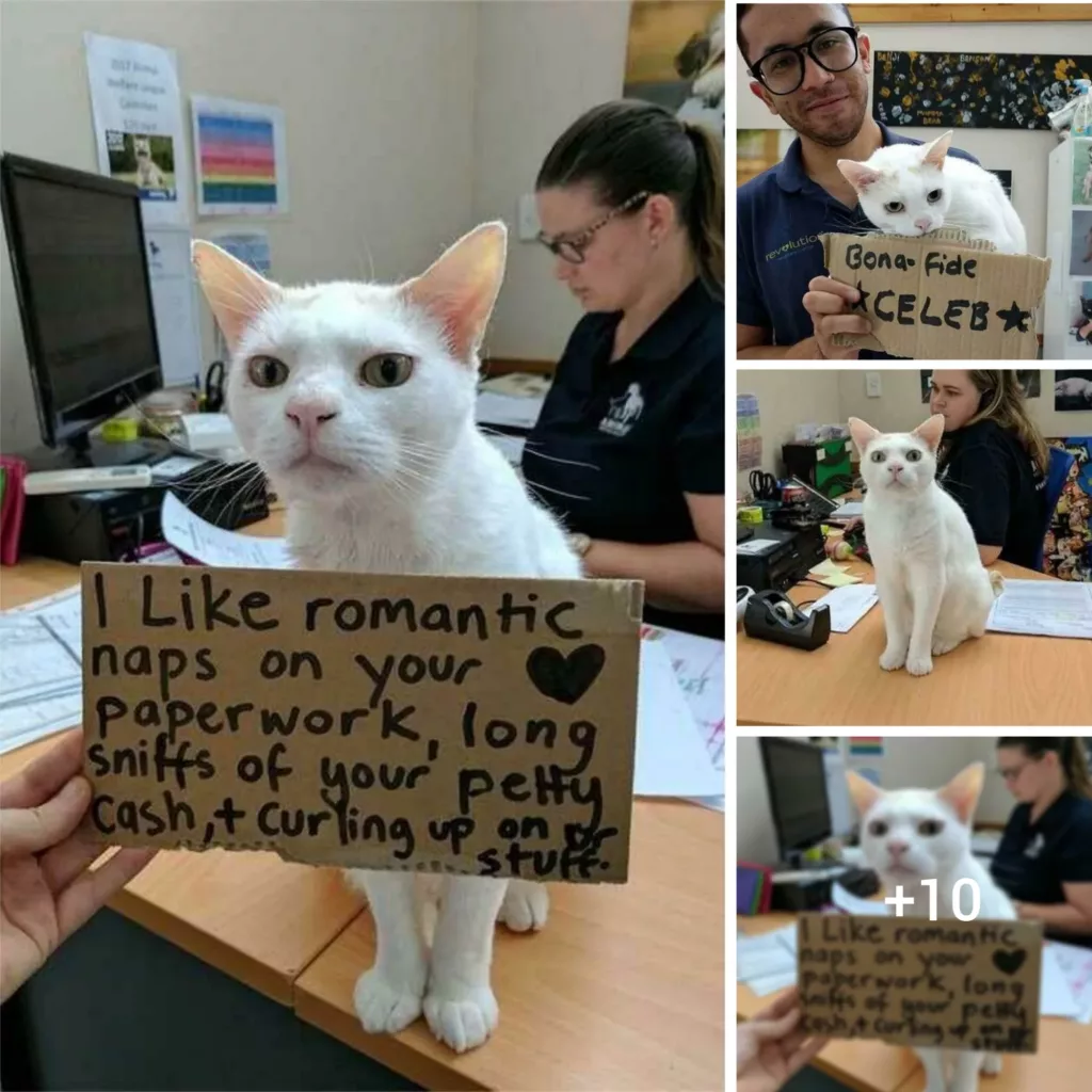 “Hopeful Redemption: Creative Plan by Shelter Staff to Find a Loving Home for Cat After 400 Days”