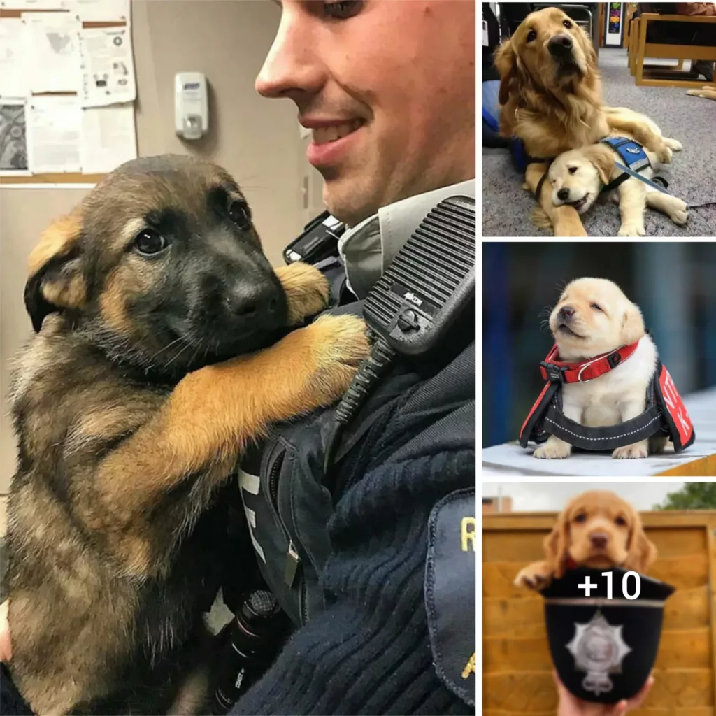 “Adorable New Recruits: Witness 30+ Police Puppies Melt Hearts on Their First Days!”