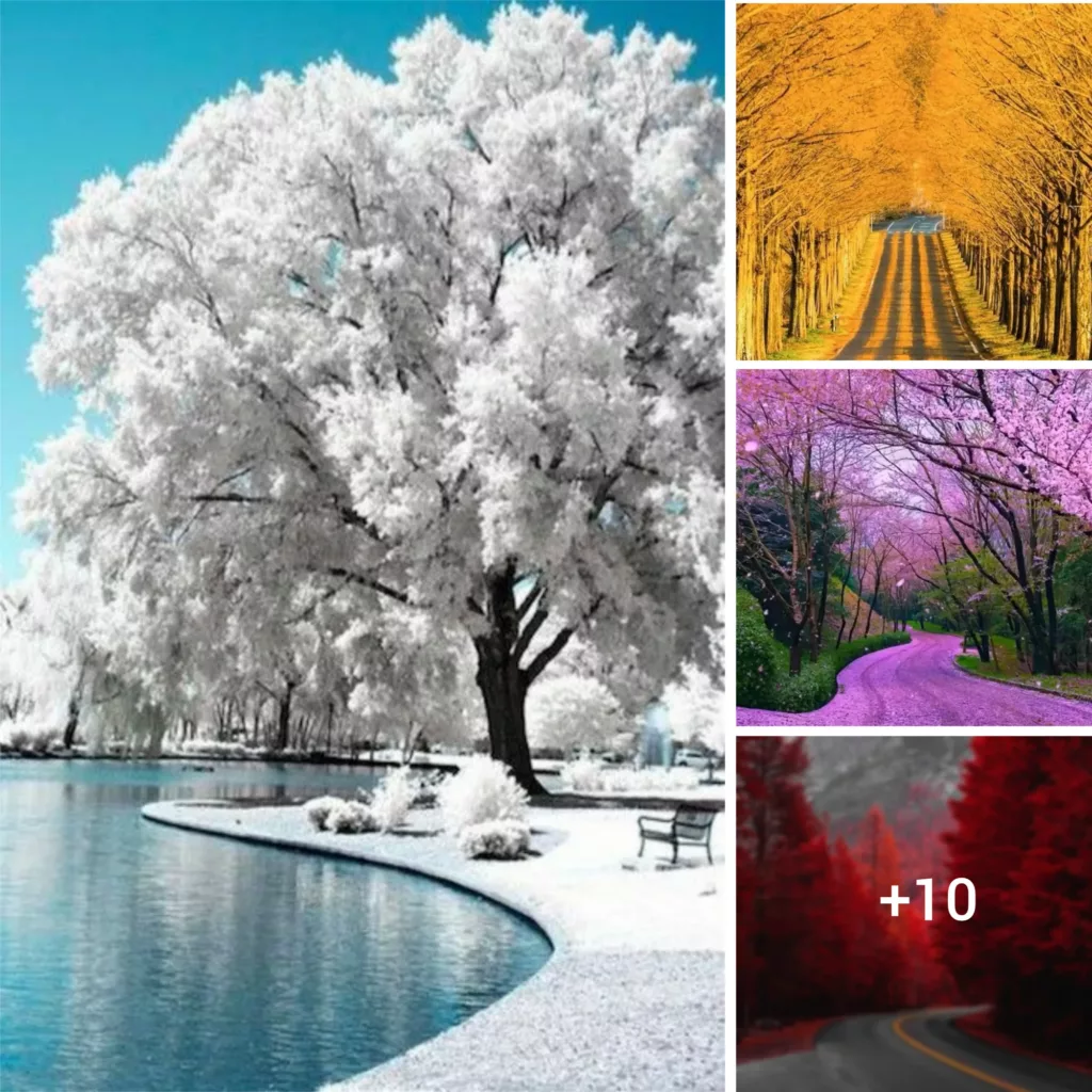 “Nature’s Chromatic Symphony: The Dazzling Transformation of Trees Throughout Each Season”