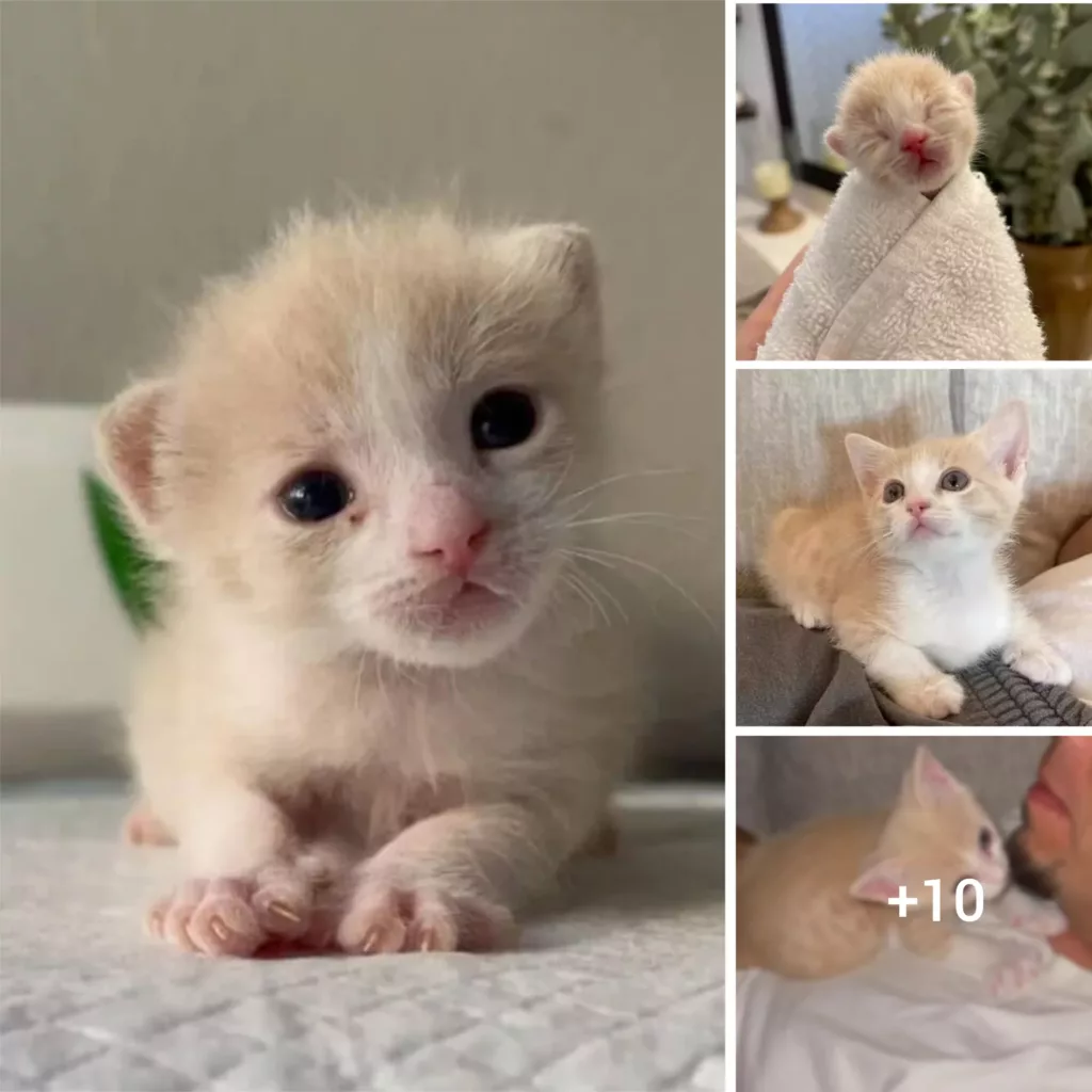 Homeless Kitten Discovers Love and Happiness with Caring Couple in Abandoned House