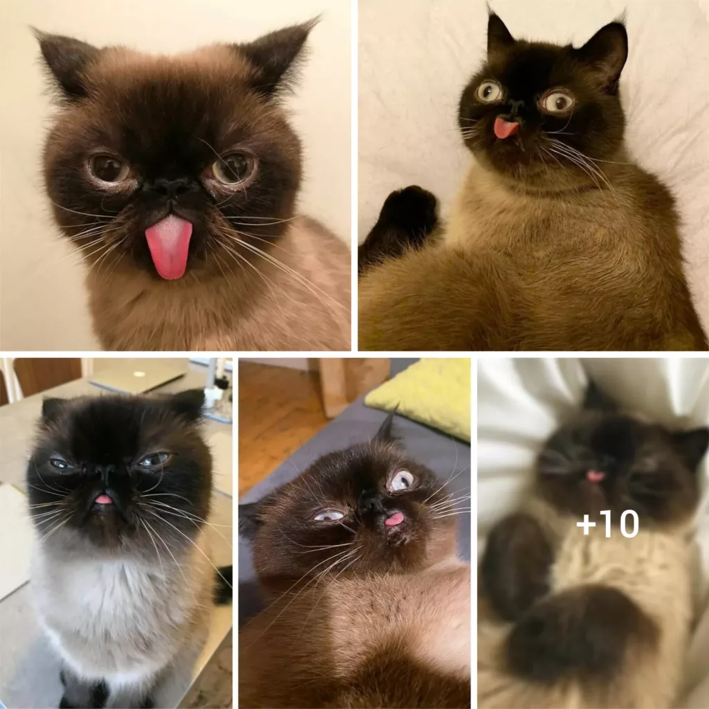 “Ikiru, the Charismatic Blep King, Wins Hearts Online with Infectious Joy and Expressive Personality”